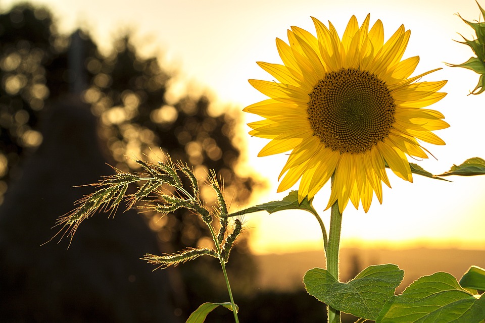 farming and gardening