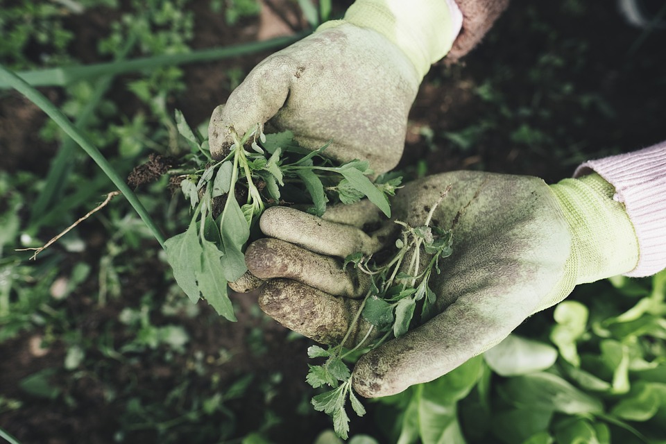 farming and gardening
