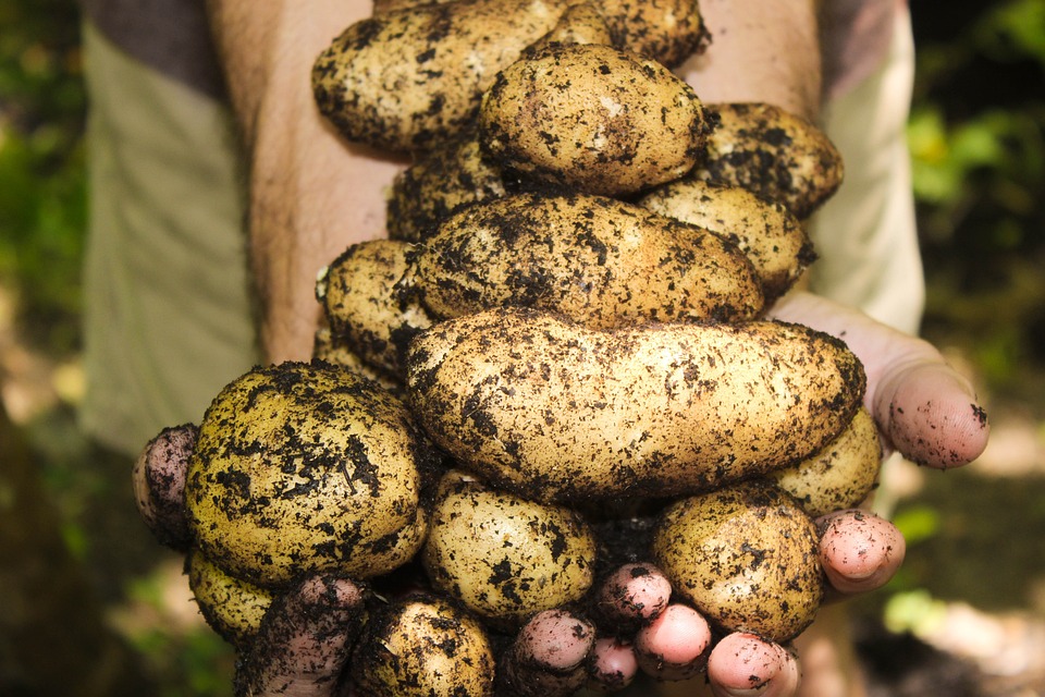 farming and gardening