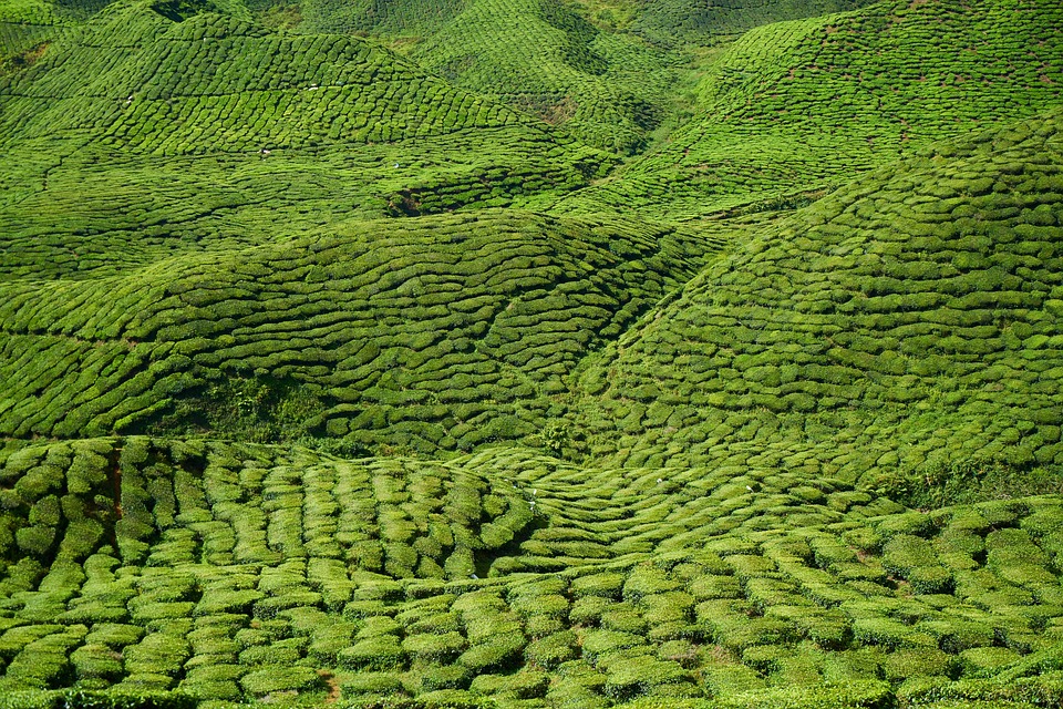 farming and gardening
