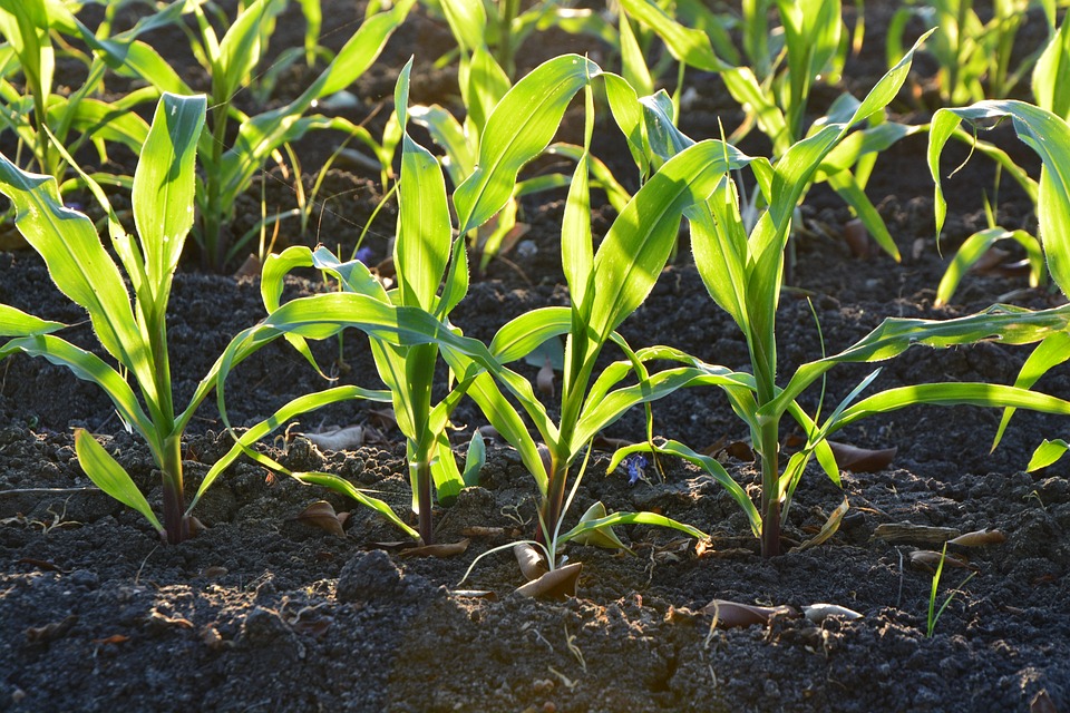 farming and gardening