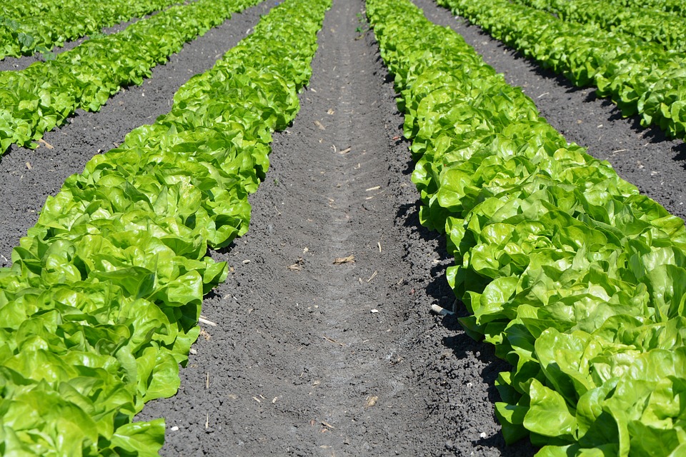 farming and gardening
