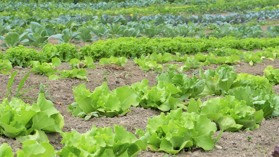 farming and gardening