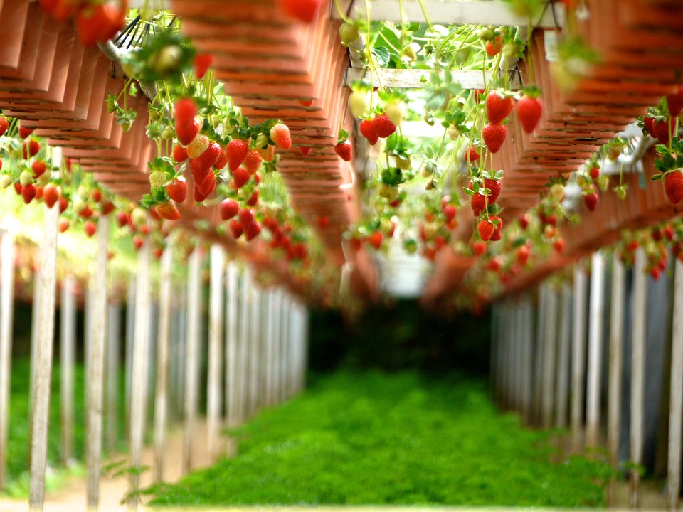 farming and gardening