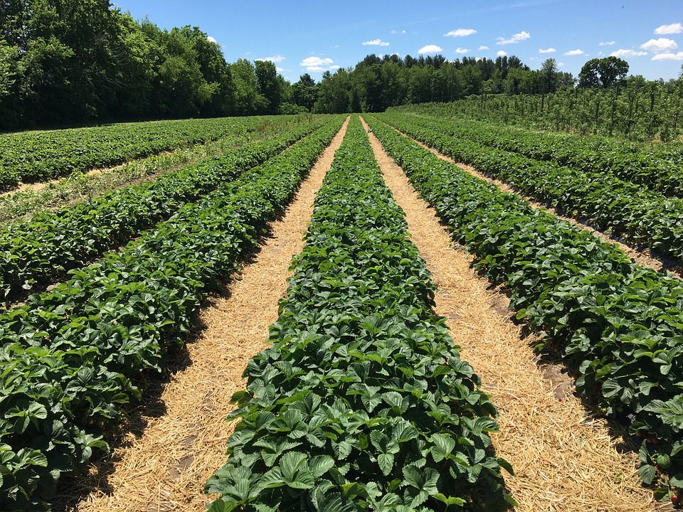 farming and gardening