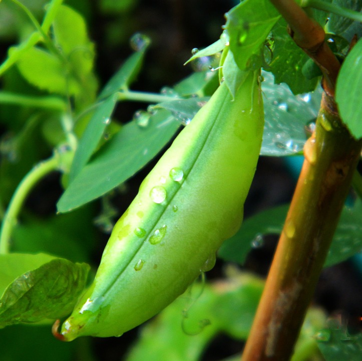 farming and gardening