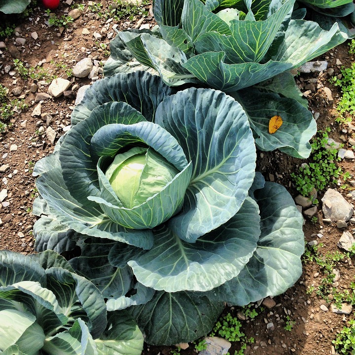 farming and gardening