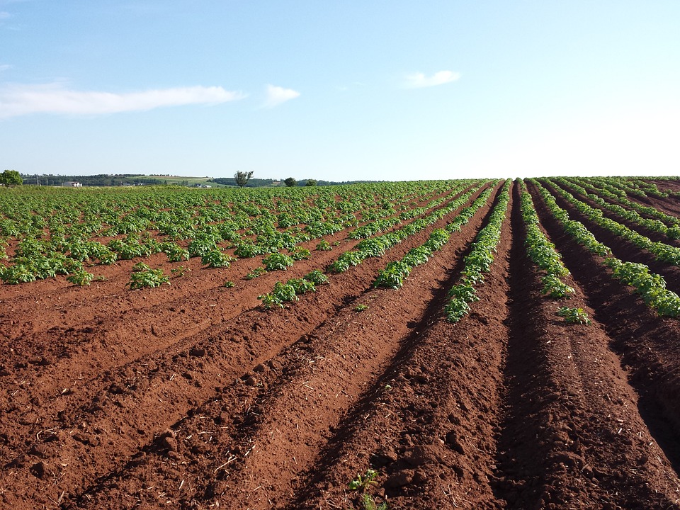 farming and gardening