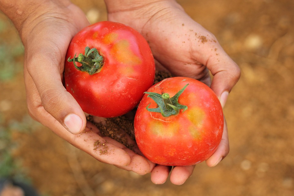 farming and gardening