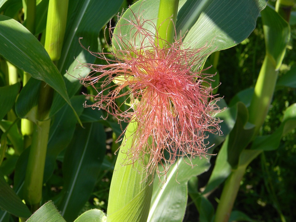 farming and gardening