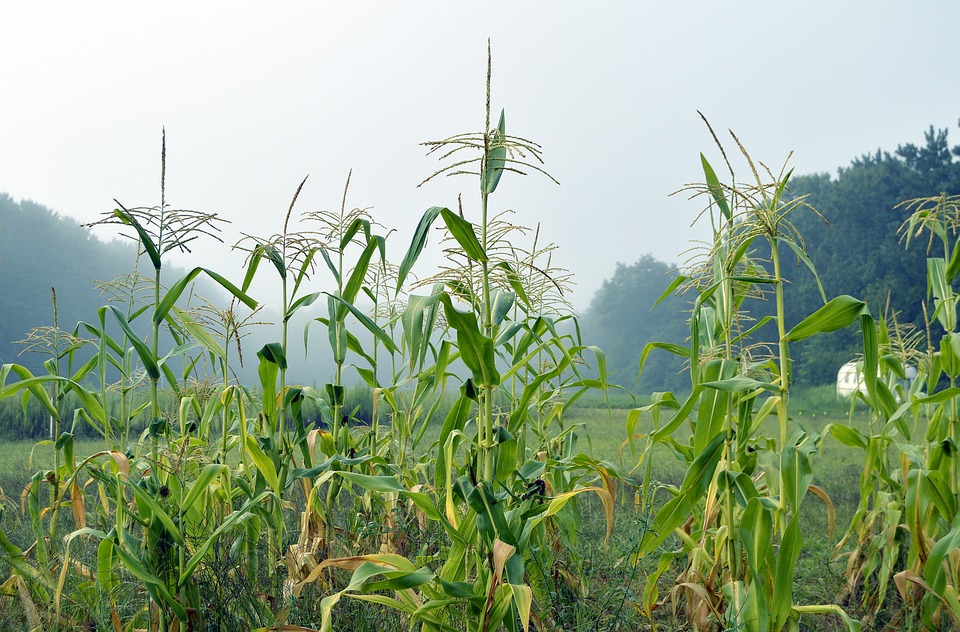 farming and gardening