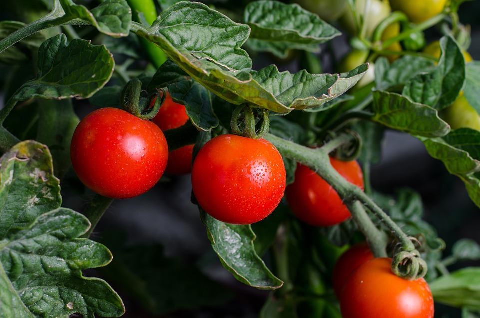 farming and gardening