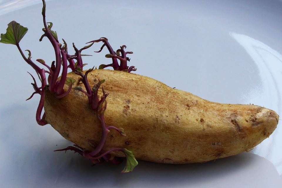 farming and gardening
