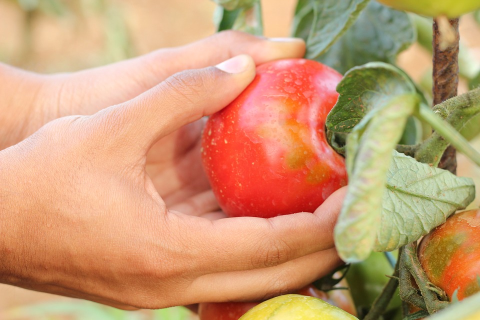 farming and gardening