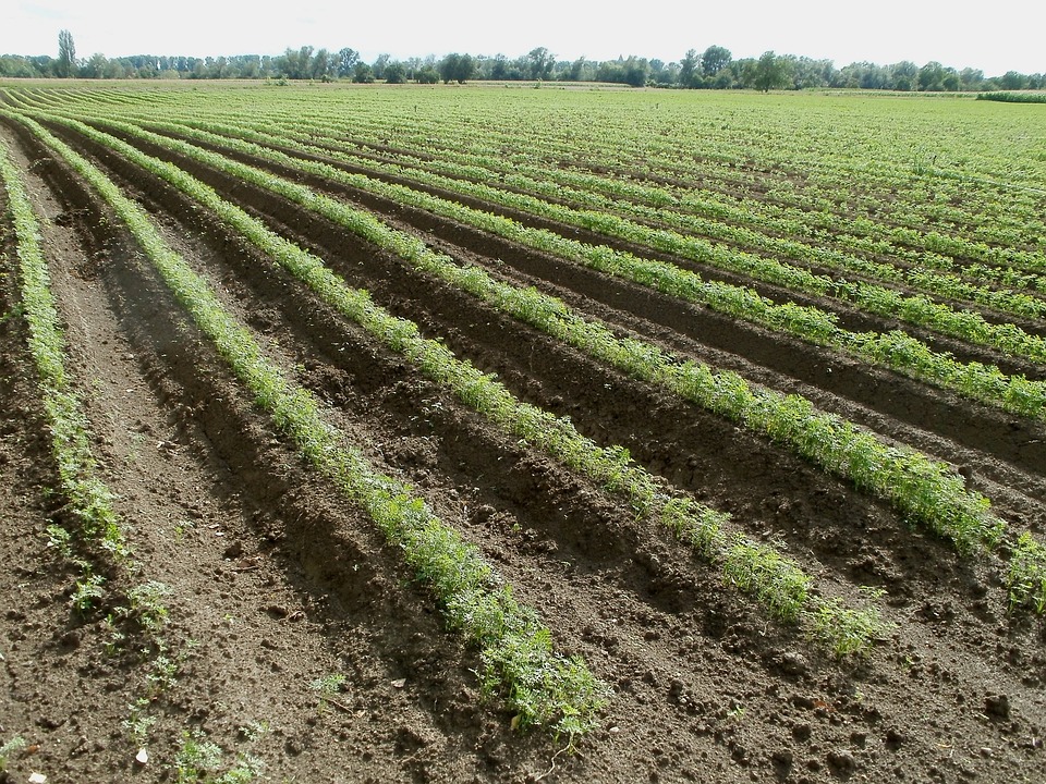 farming and gardening