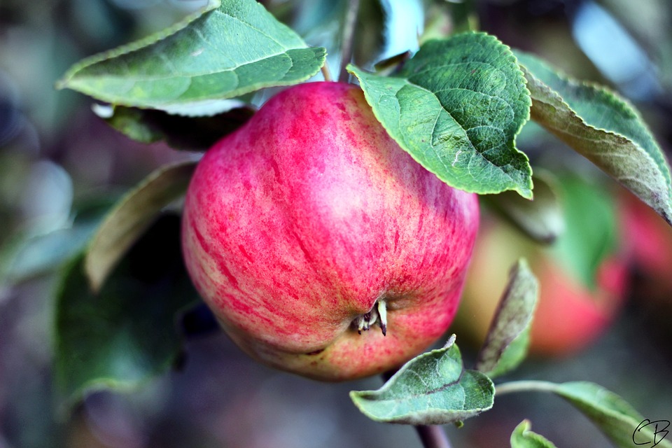 farming and gardening