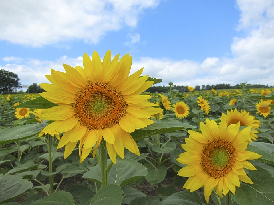 farming and gardening