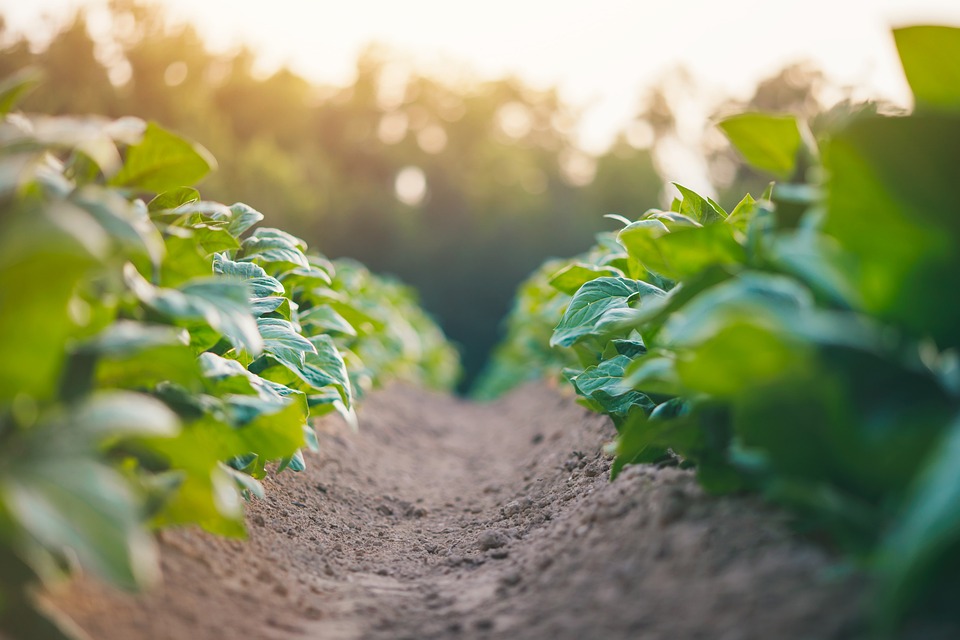 farming and gardening