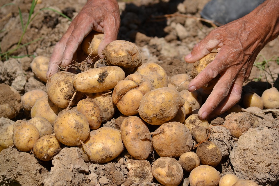 farming and gardening