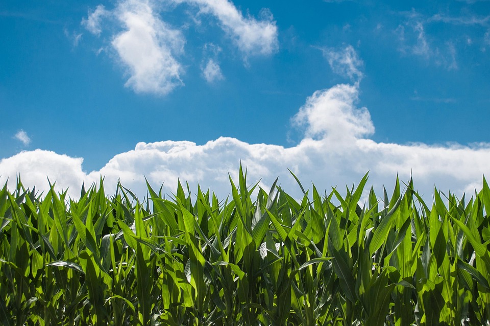 farming and gardening