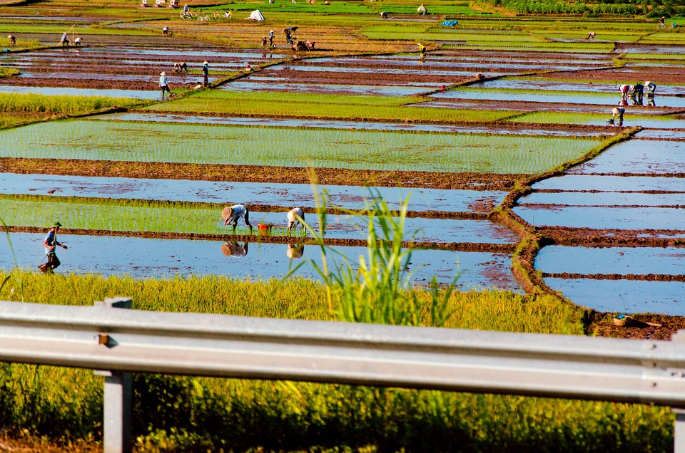 farming and gardening