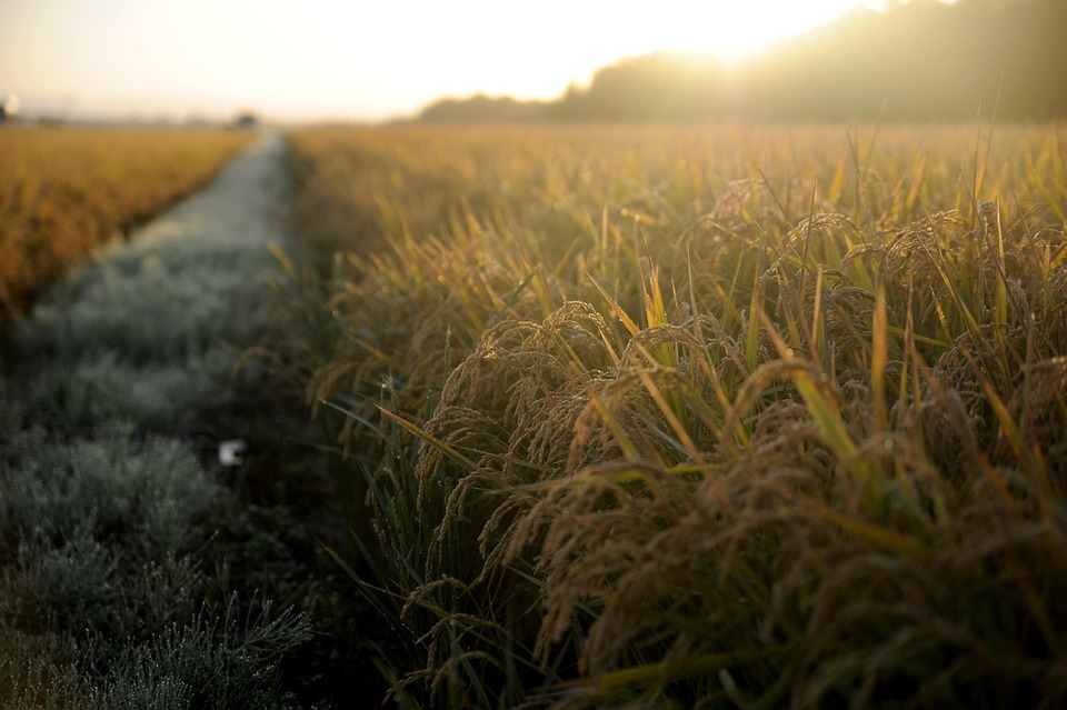 farming and gardening