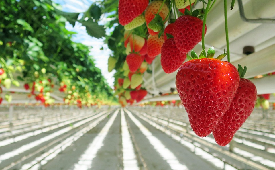 farming and gardening