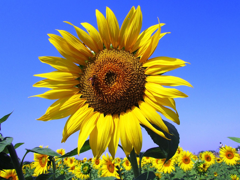 farming and gardening