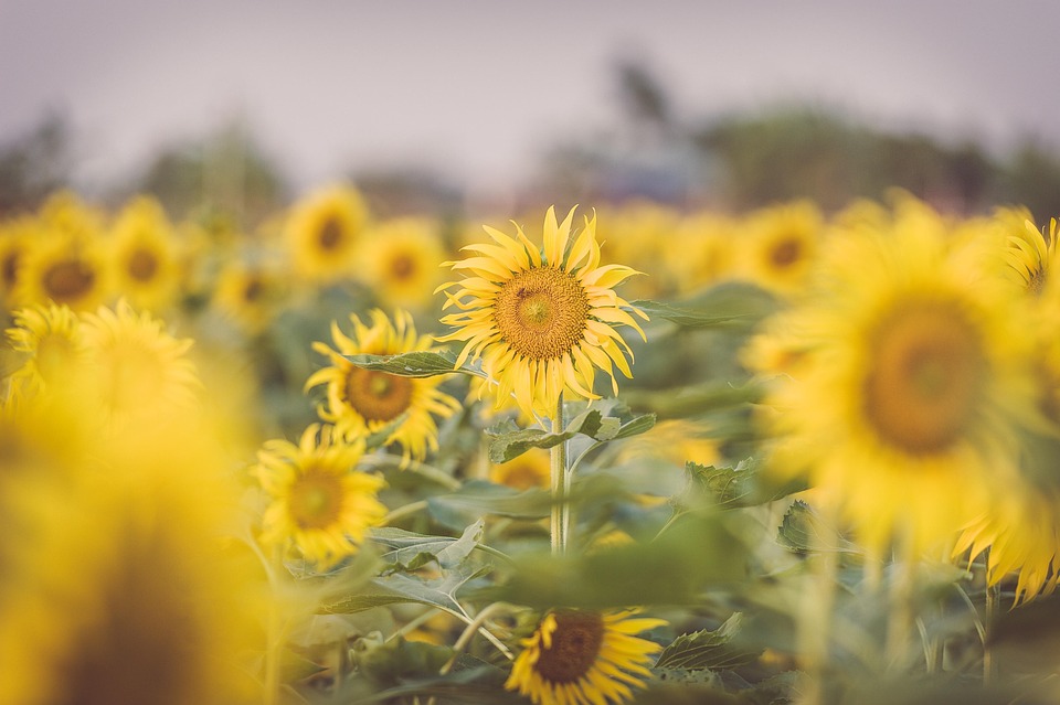 farming and gardening