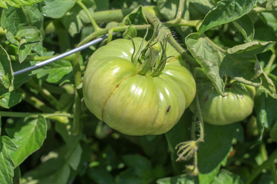 farming and gardening