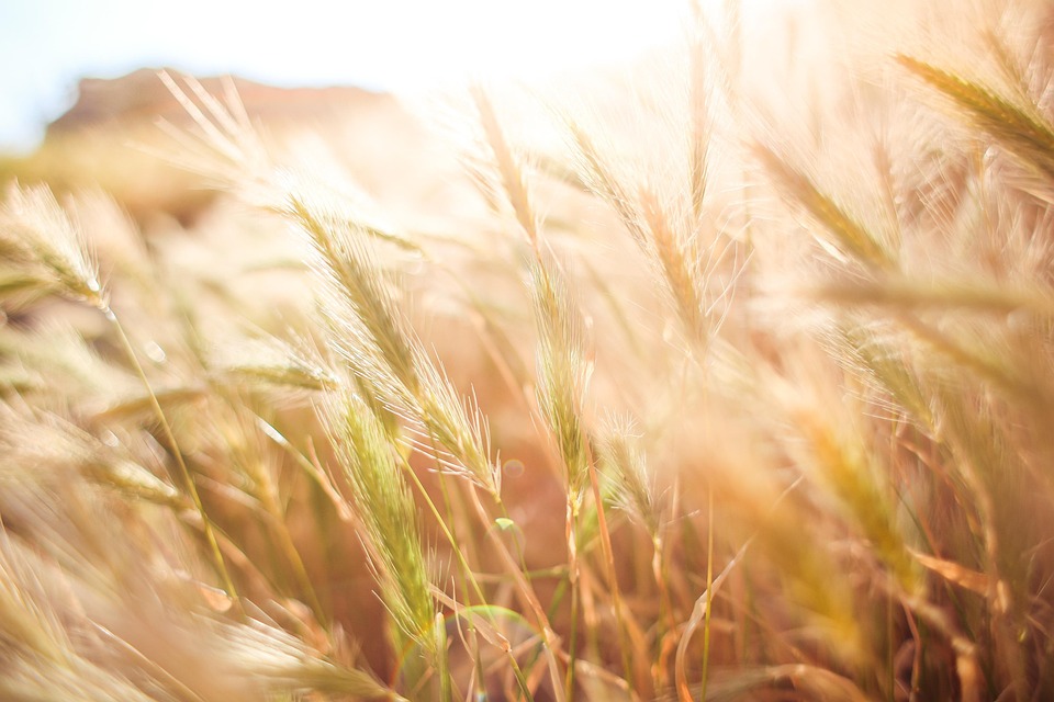 farming and gardening