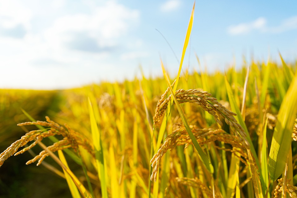 farming and gardening