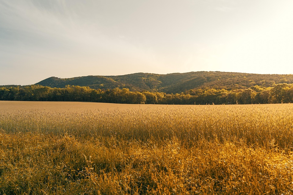 farming and gardening