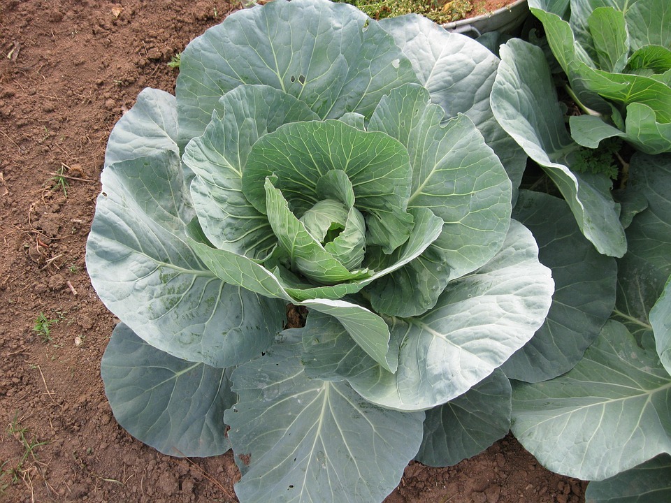 farming and gardening