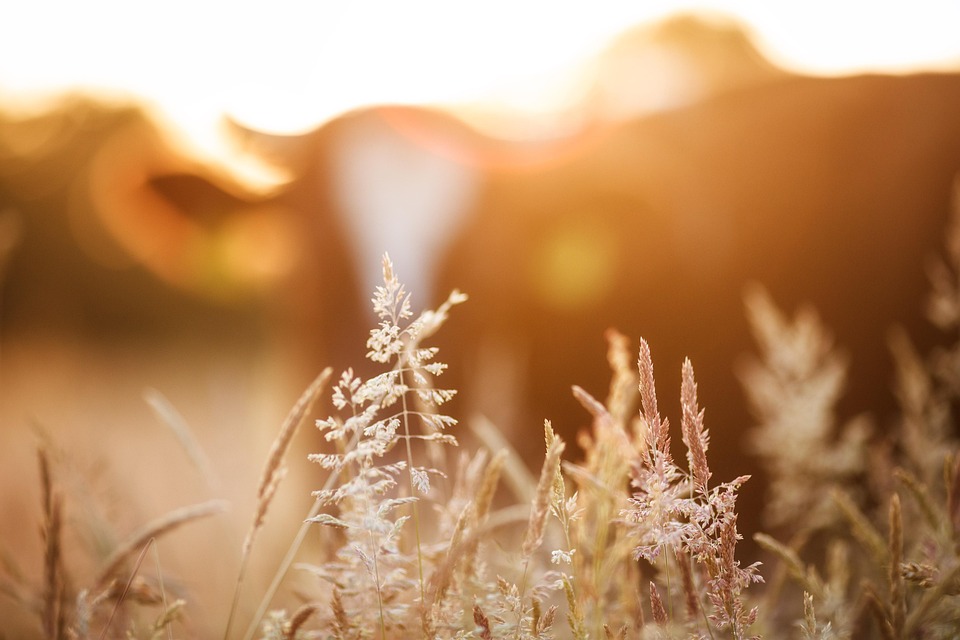 farming and gardening