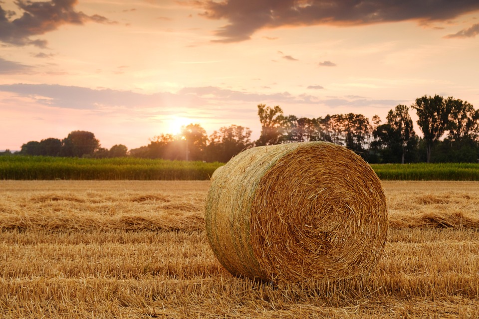 farming and gardening