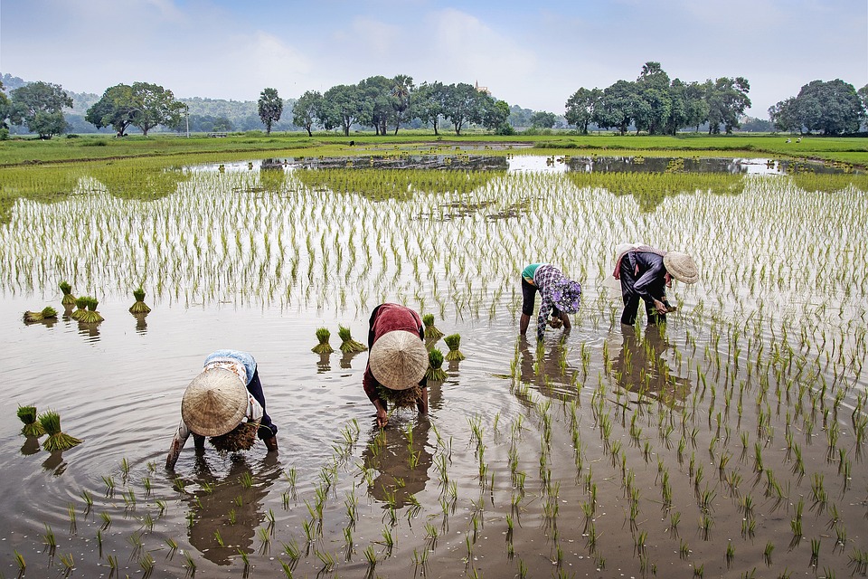 farming and gardening