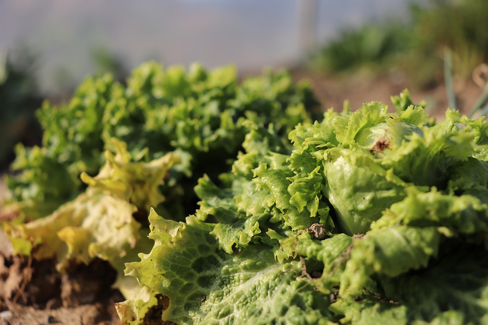farming and gardening