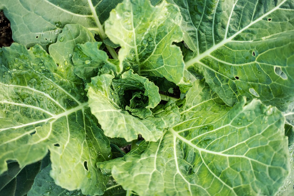 farming and gardening