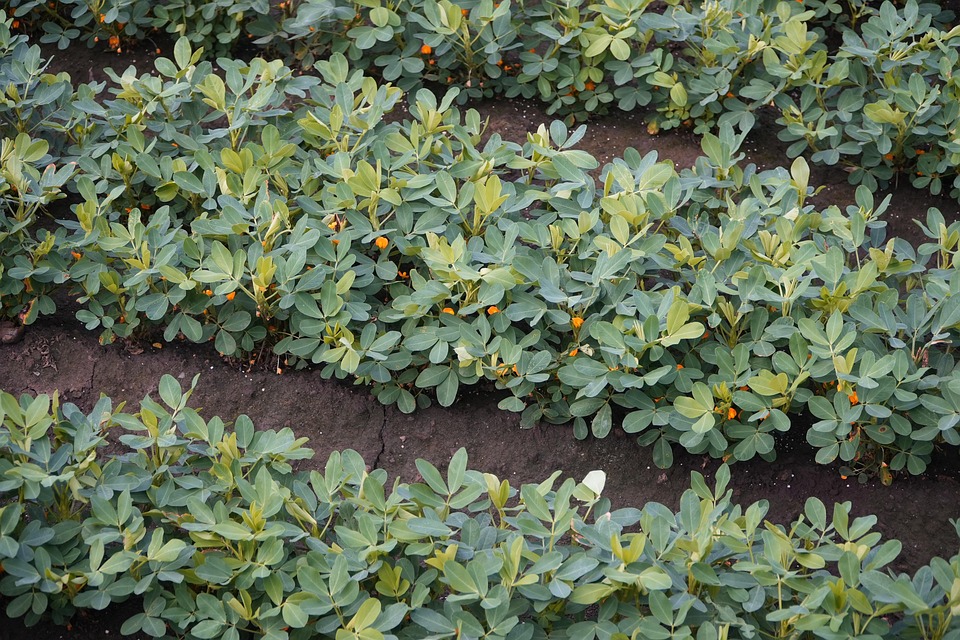 farming and gardening