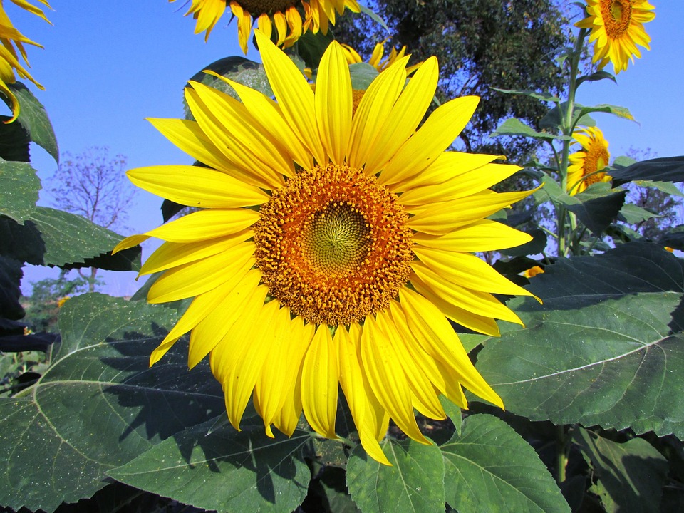 farming and gardening