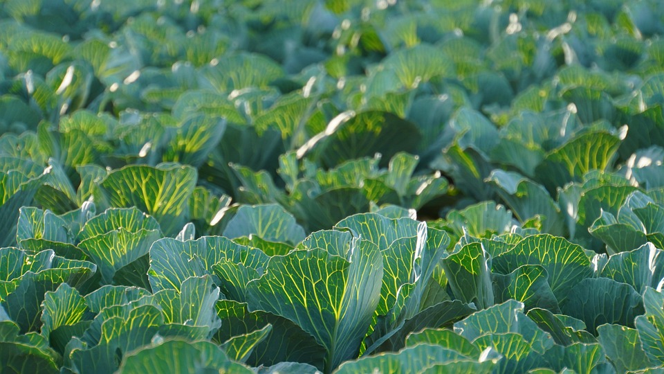 farming and gardening