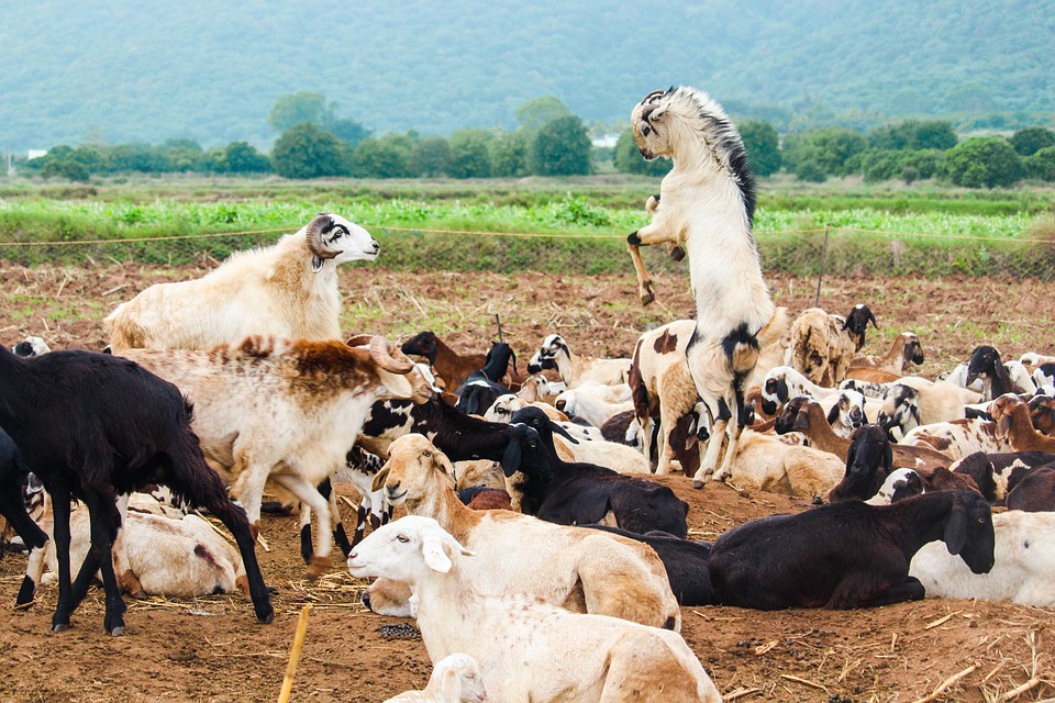 farming and gardening