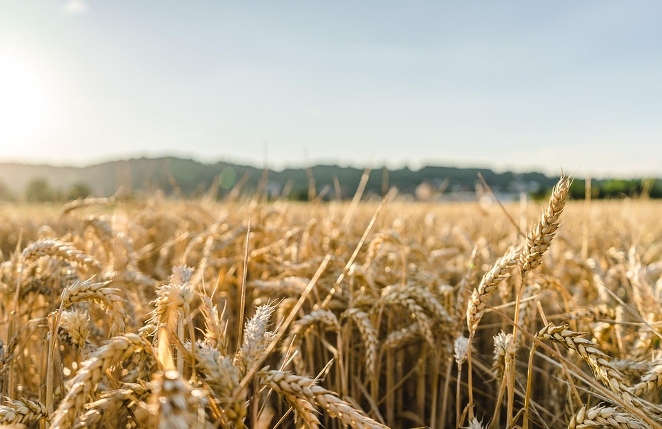 farming and gardening