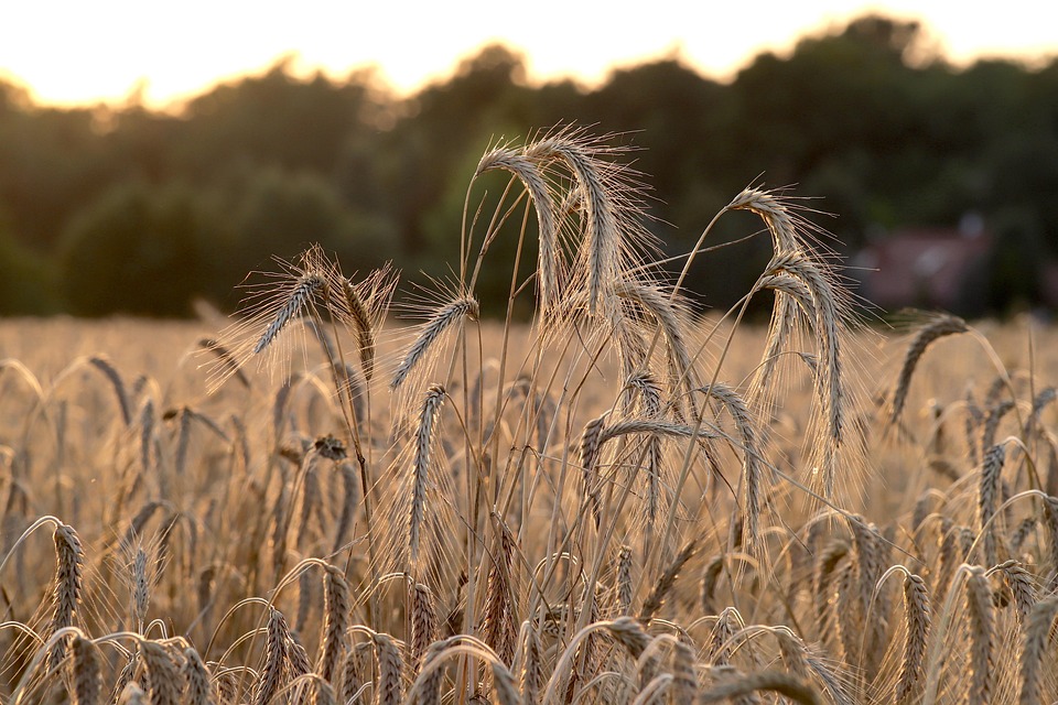 farming and gardening