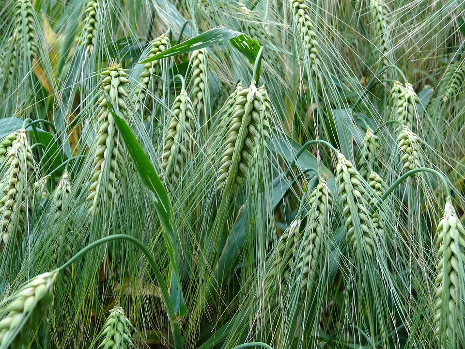 farming and gardening