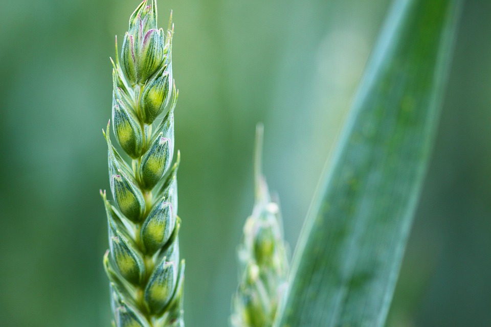 farming and gardening
