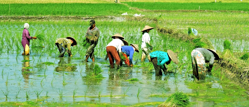 farming and gardening
