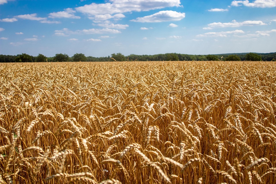 farming and gardening