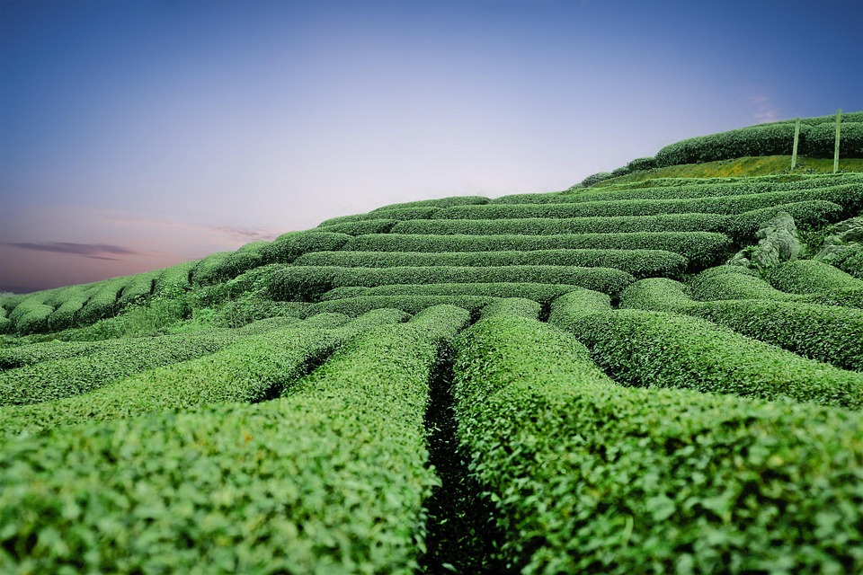 farming and gardening